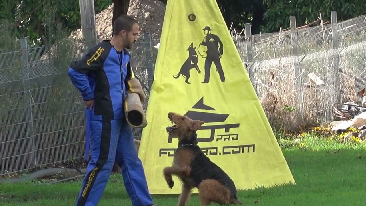 IGP 3 Protection Airedale Terrier  93