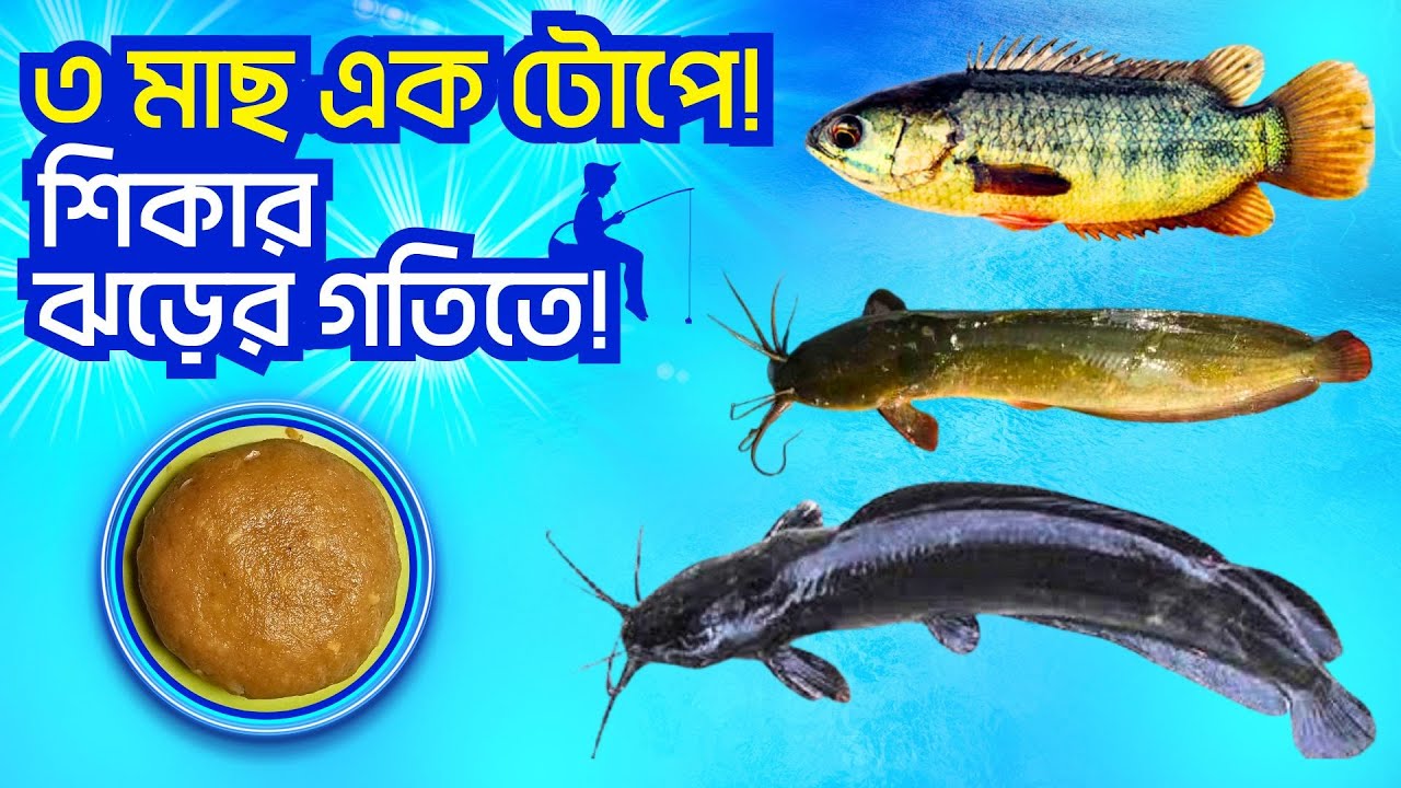 ১ টোপেই ৩ মাছ! কৈ, শিং ও মাগুর ধরার সেরা টোপ–মাছ উঠবে একের পর এক ।  3 in 1 Best Catfish Bait Fishing