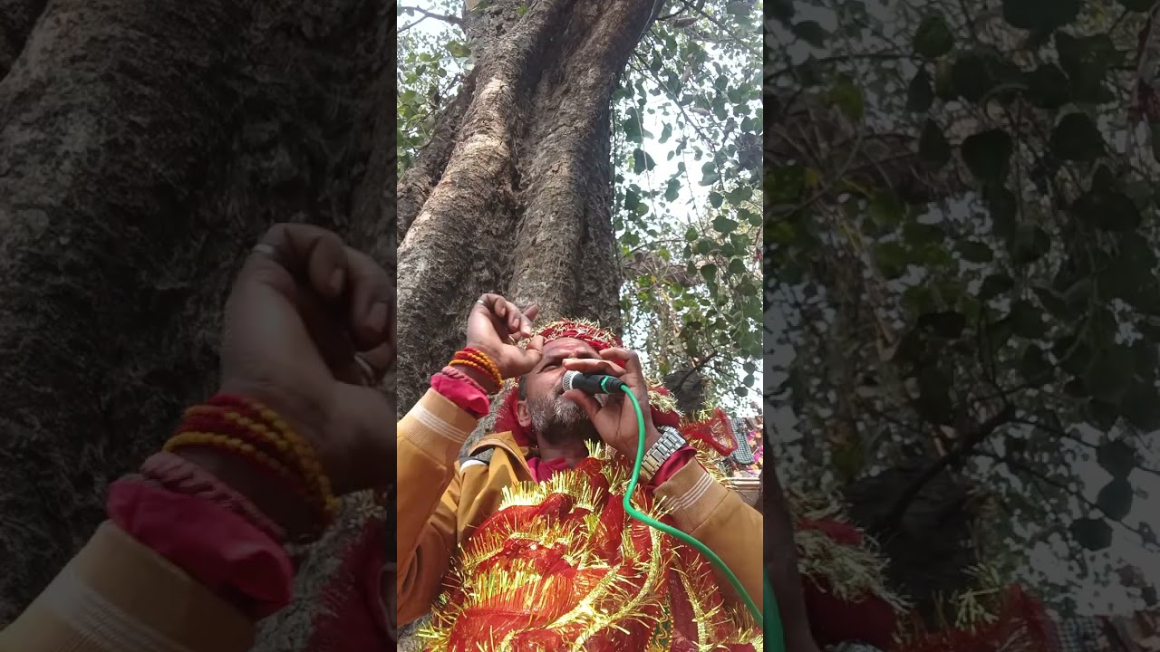 पेमली कल्पवृक्ष कथा अमृत वाणी चंचल बाबा ब्यास जी चुनरिया वाले 108 #9598119201 #6307965939 #song 