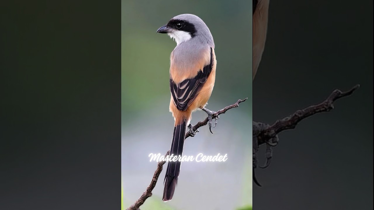 Masteran Cendet Gacor Ngerol