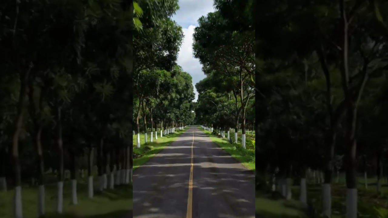 Rubber plantation road nature vibes❤| #youtubeshort💚