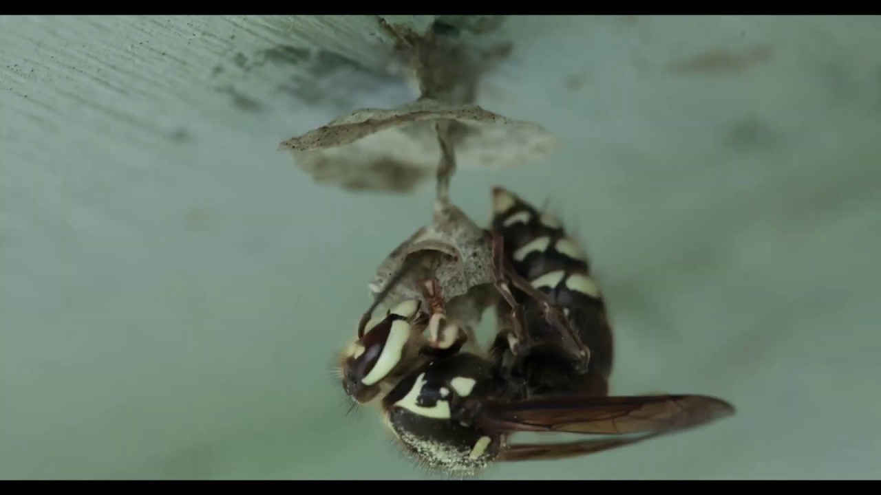 Bald-faced Hornet nest building