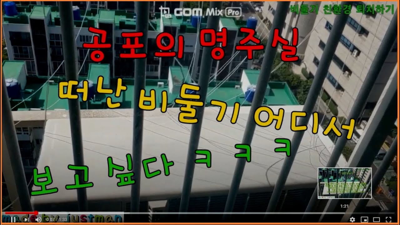 비둘기 퇴치 하기