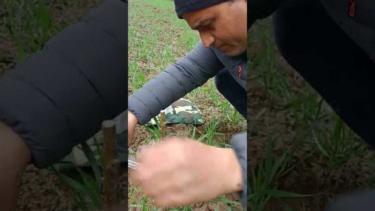 Walnut Grafting !! How to graft walnut. By Sh.Sunil Singh owner Himalayan organic walnut farm Kisht.