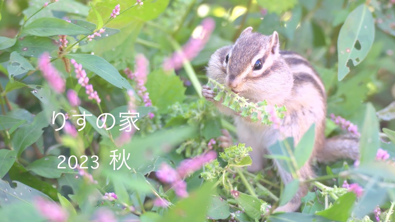 りすの家 シマリス 2023 秋　Chipmunk