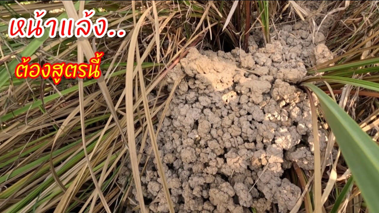 ดักหนูหน้าแล้ง โดนสูตรนี้เข้าไปไม่พลาด 