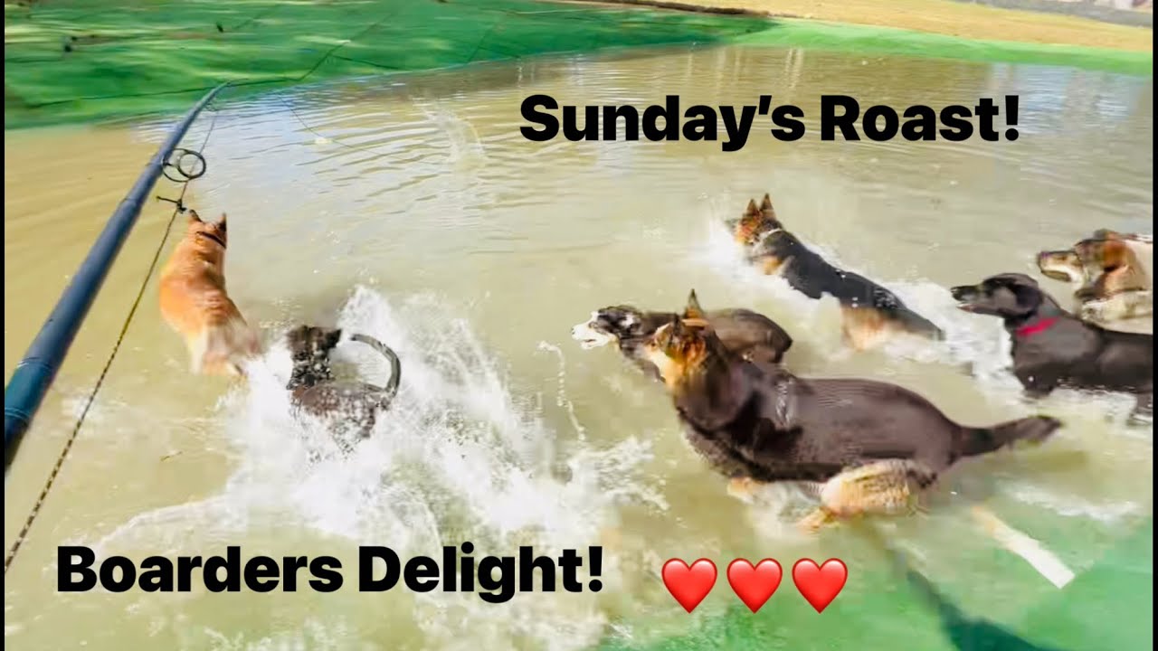 Boarding doggies delight! 🏍️🎾❤️