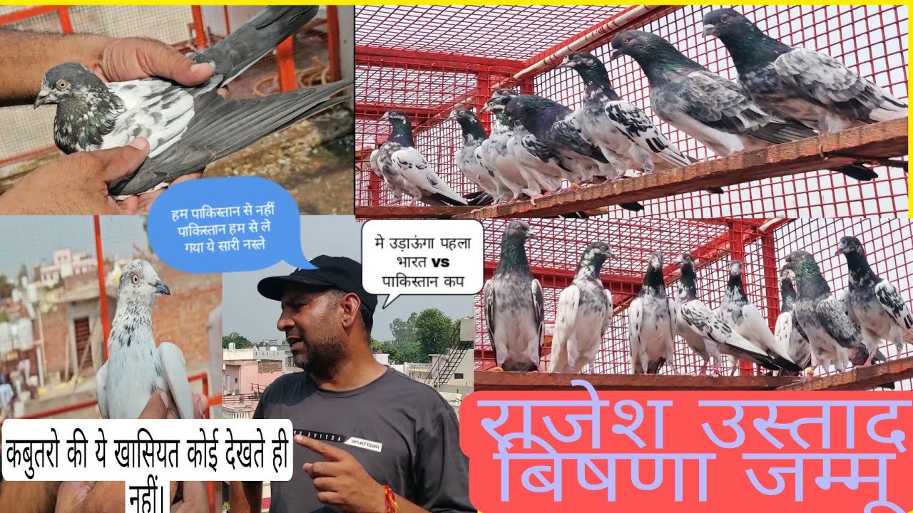 BEST AND TOP QULITY BORDER LINE PIGEON OF MR RAJESH BISHNA JAMMU.