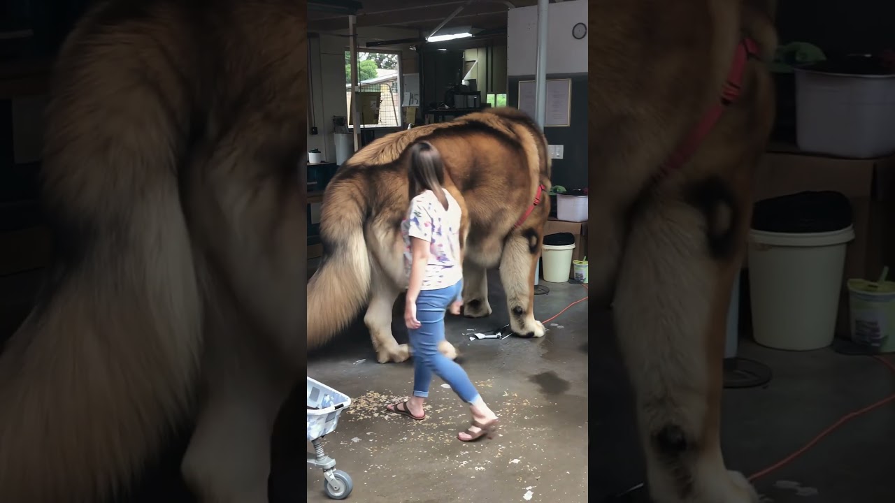 Massive 8 Foot Dog😟😅🐾 #fyp #doglover #giantdog #dogshorts #ai