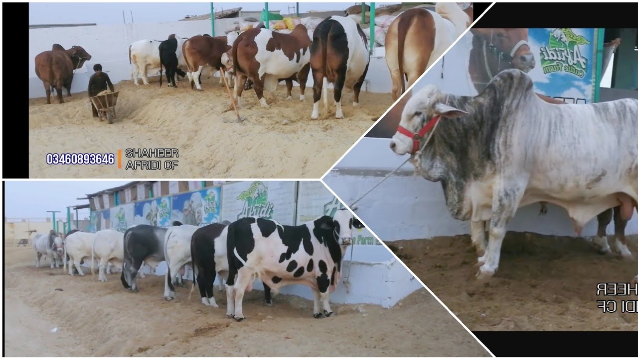 Palai Service Now Available At Afridi Cattle Farm
