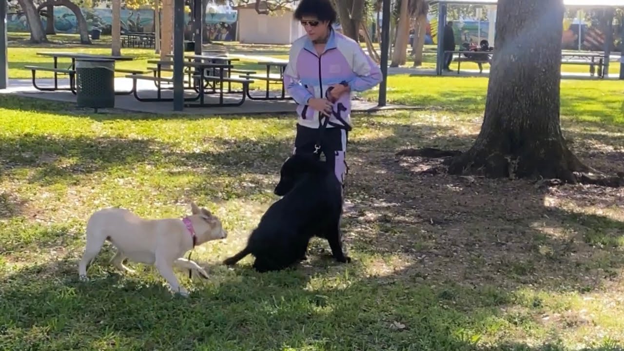 Реактивная дрессировка собак с The Dog Daddy
