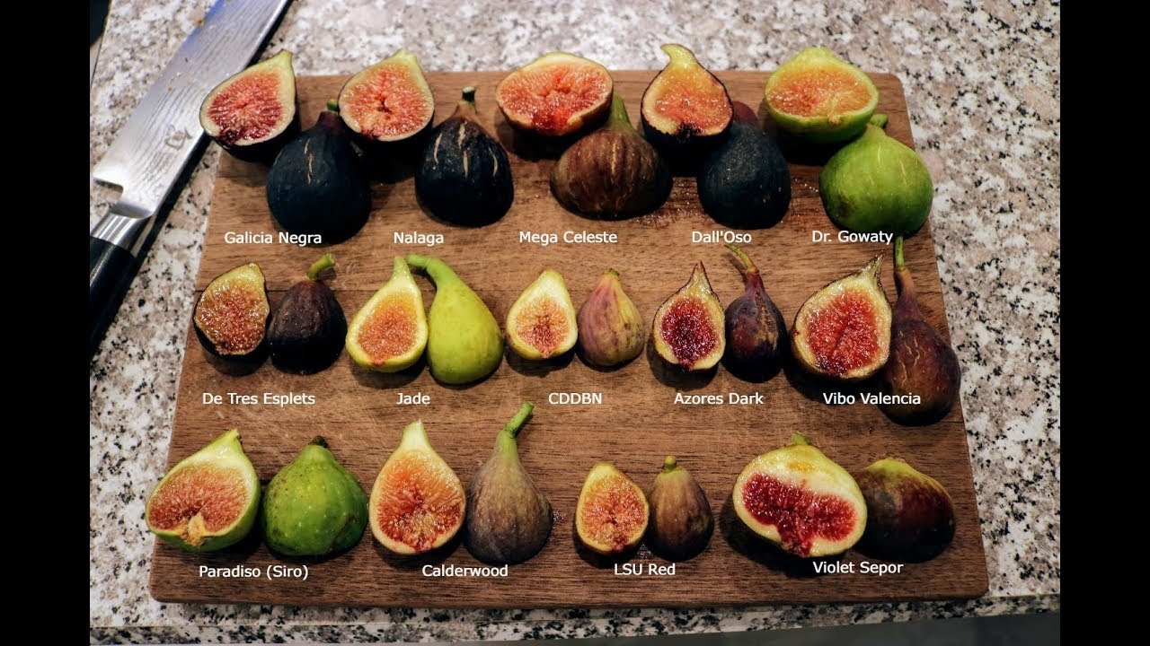 14 Fig Variety Taste Test & Comparison