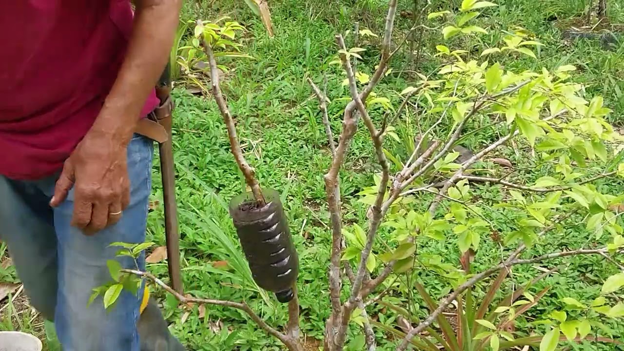 JABUTICABA,  como enraizar o galho da Jabuticabeira