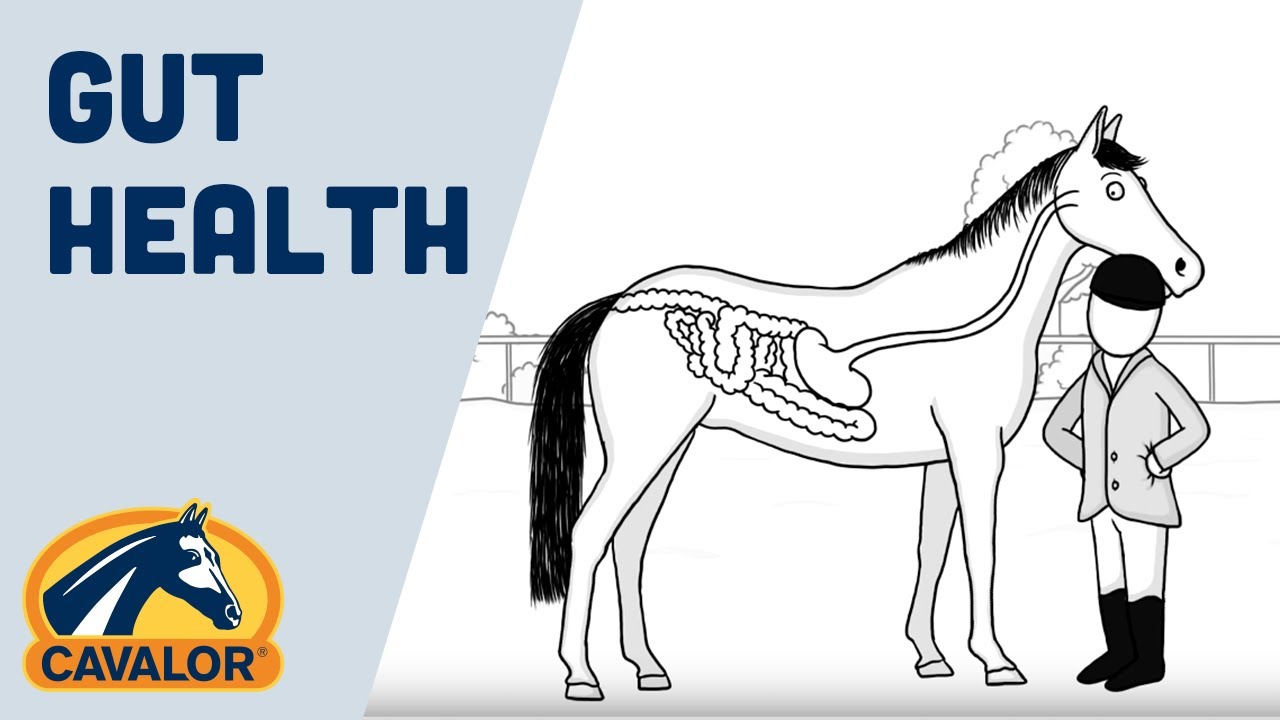 Gut Health: Tips to Keep Your Horse Happy and Healthy
