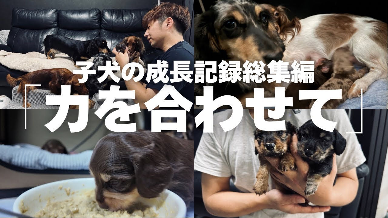 【犬の出産】2月生まれベビー達の成長記録