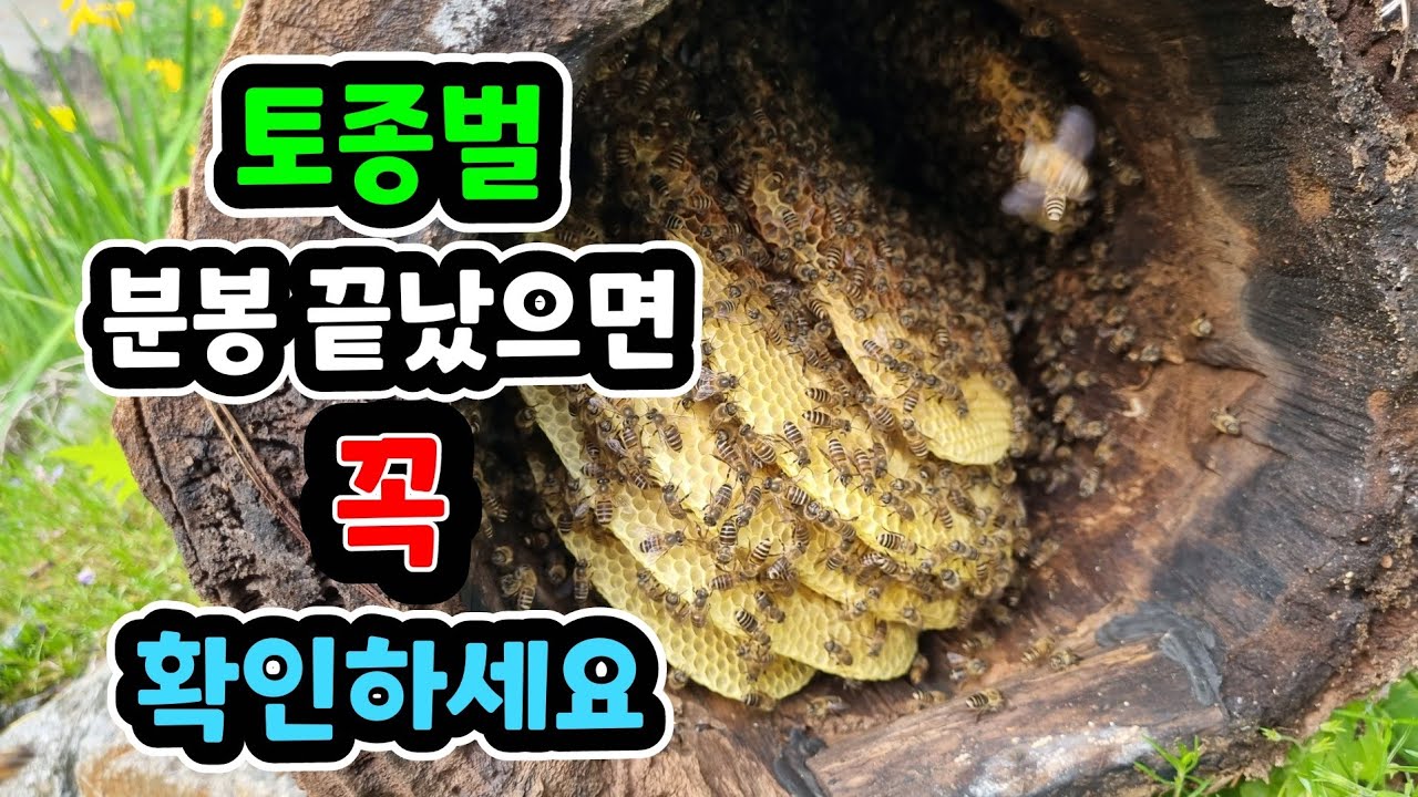 토종벌 분봉 끝났으면 꼭 확인 하세요