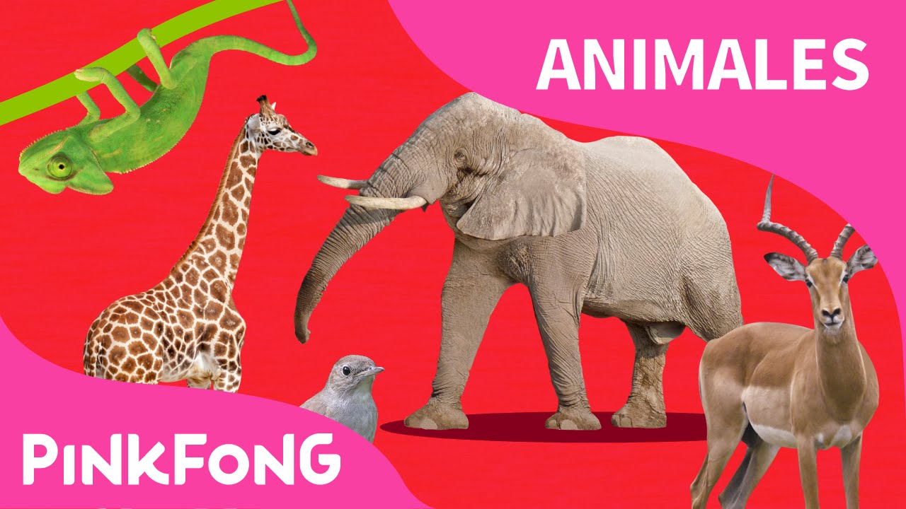 ABC Tren de Animales | Animales | PINKFONG Canciones Infantiles