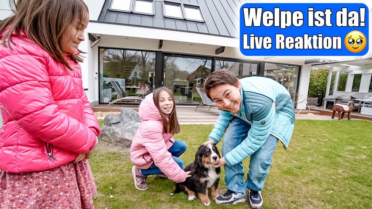 Welpe 1. Mal zu Hause 😍 Live Reaktion der Kinder auf Familienhund! Berner Sennenhund | Mamiseelen