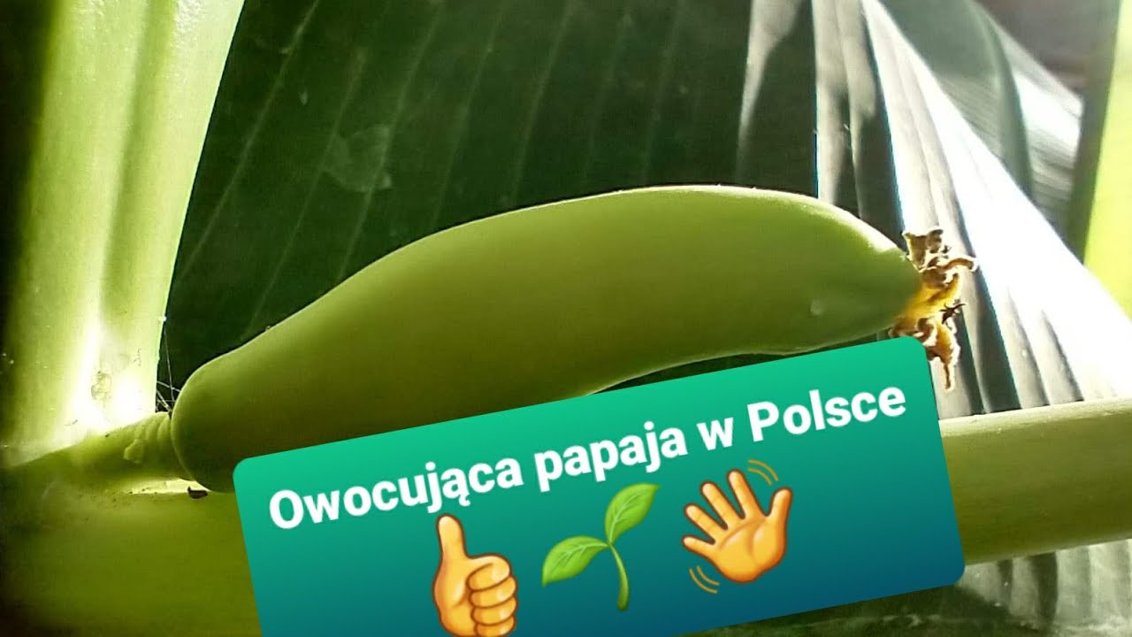 #1144-Tak owocuje papaja w Polsce + porady o uprawie,zimowaniu.