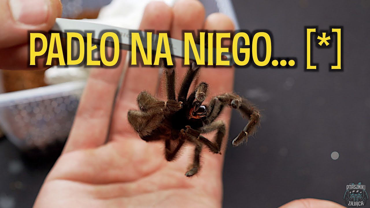 3 paczki i 3 ptaszniki... Poecilotheria rufilata, miranda i Psalmopoeus reduncus