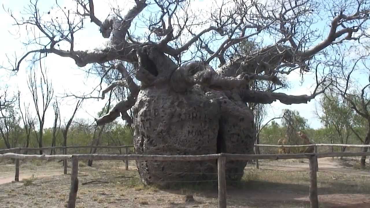 Australian Snippets #7_The Prison Tree