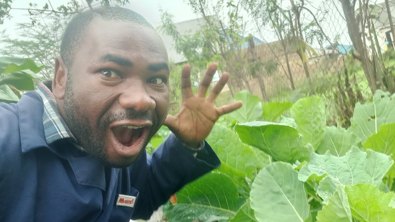 Jinsi Ya Kuingiza Tsh 500,000+ Kila Mwezi Kupitia Bustani Eneo Dogo|Profitable Garden