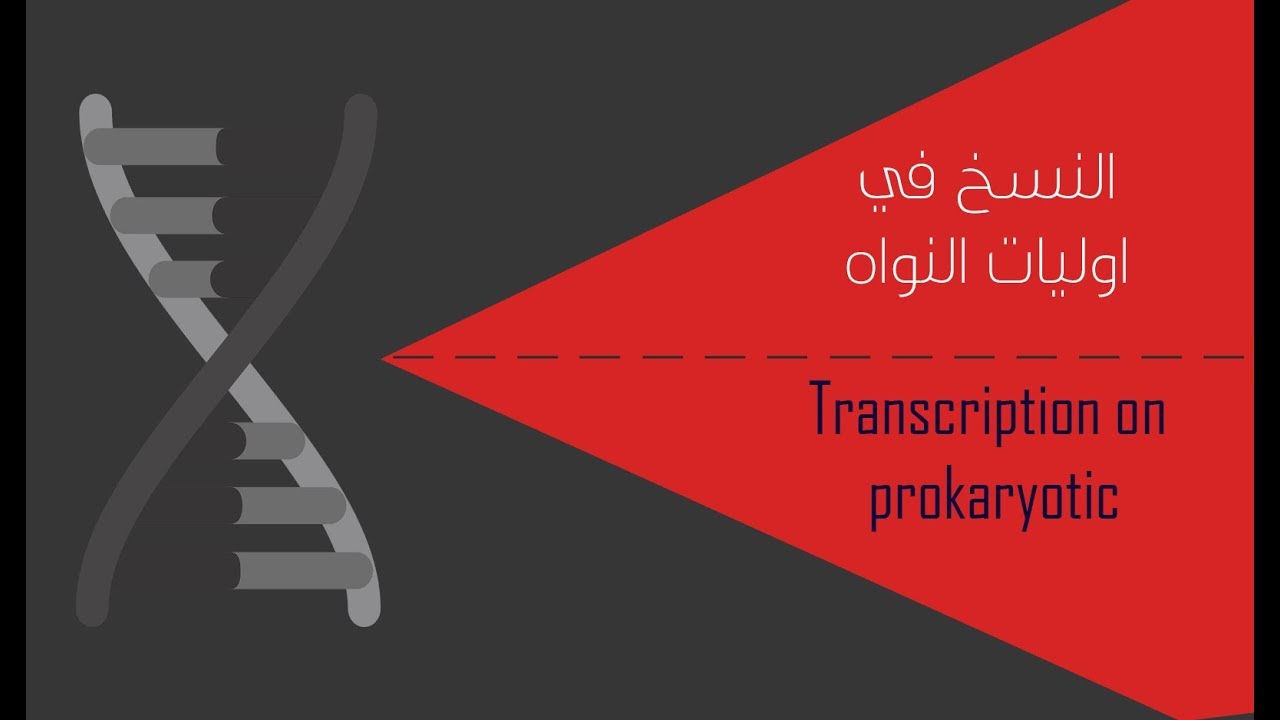 نسخ الحمض النووي في اوليات النواه (DNA Transcription) | انزيم RNA Polymerase | الجزء الاول