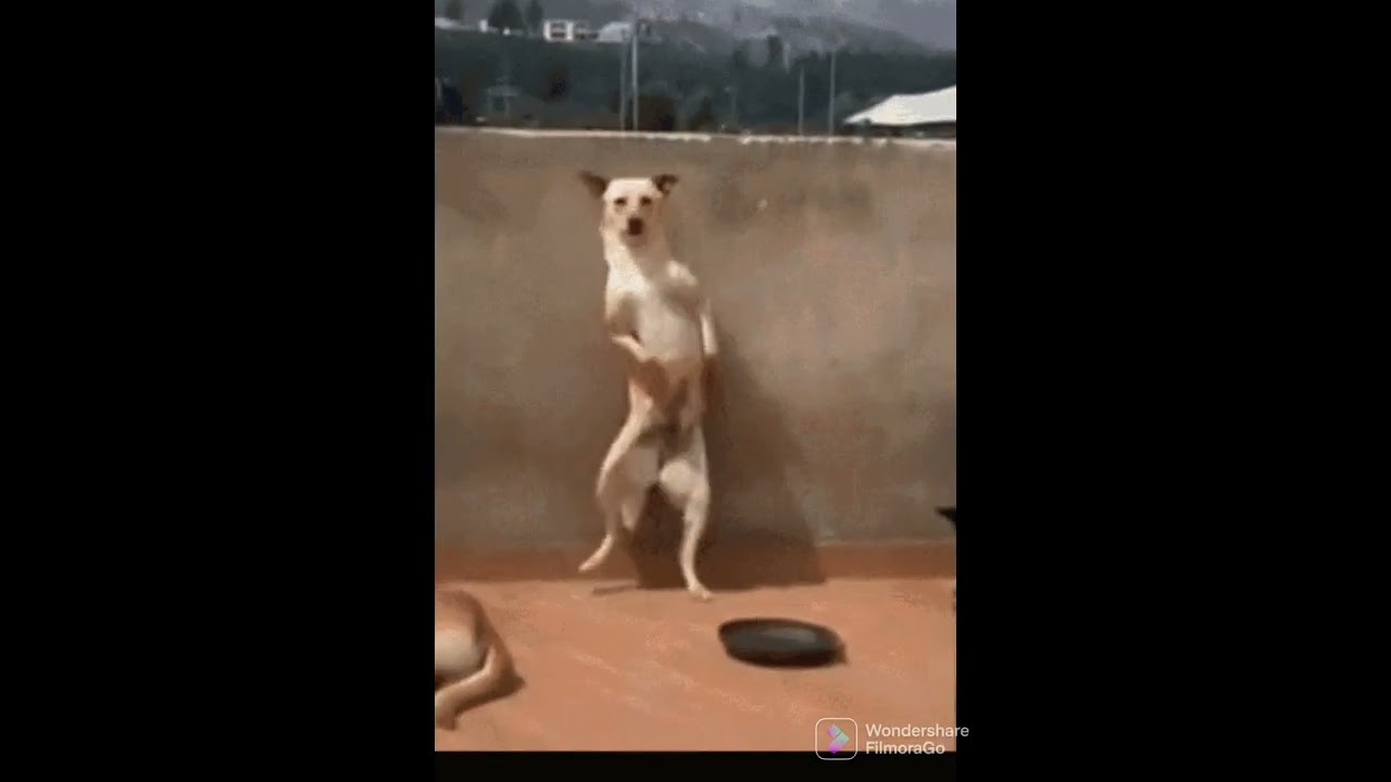animales bailando 💃 🔥 😎