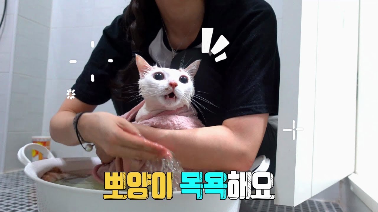 자기 목욕하는거 온동네 광고하는 고양이