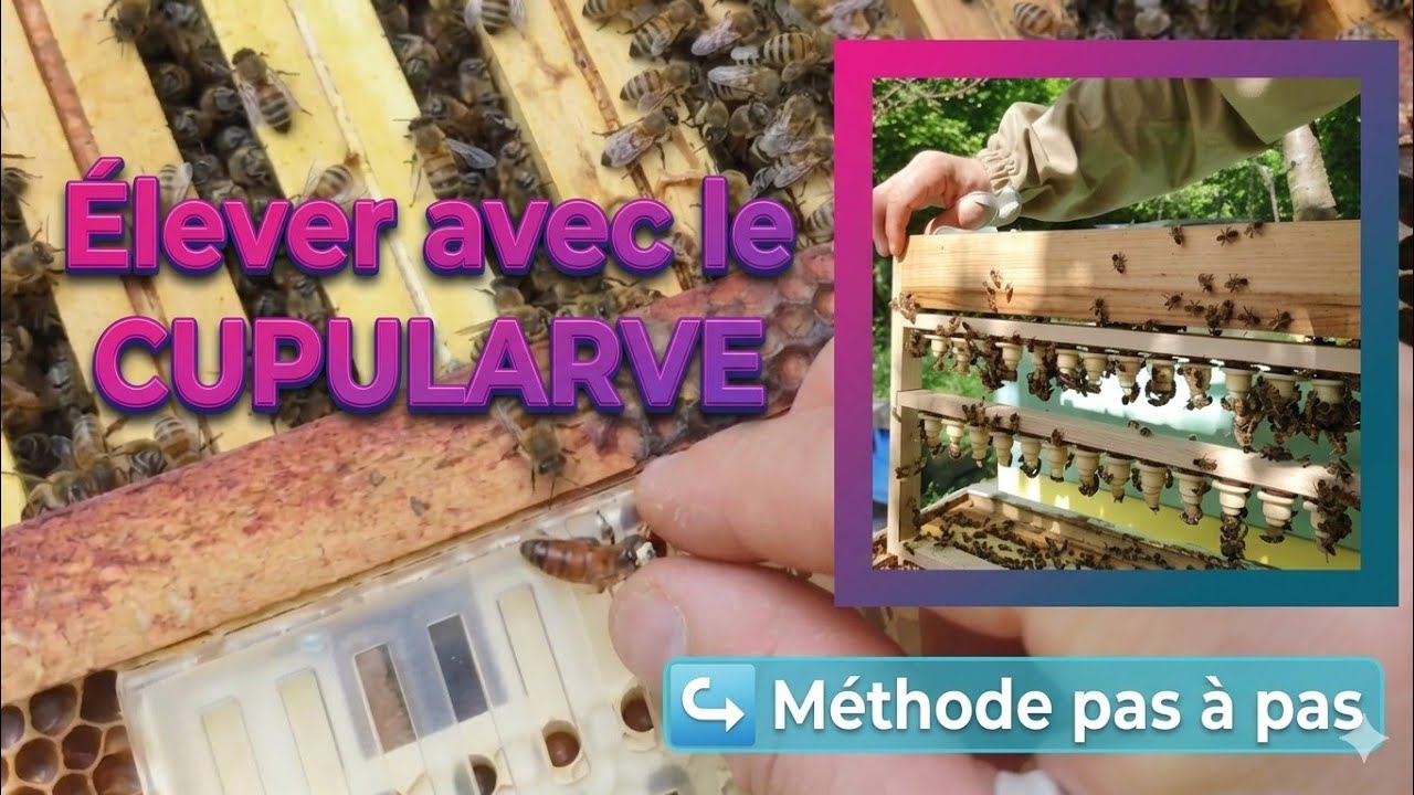Le cupularve: orpheliner, starter/finisseur, greffer, pas à pas jusqu'aux cellules royales 💯👍🏻