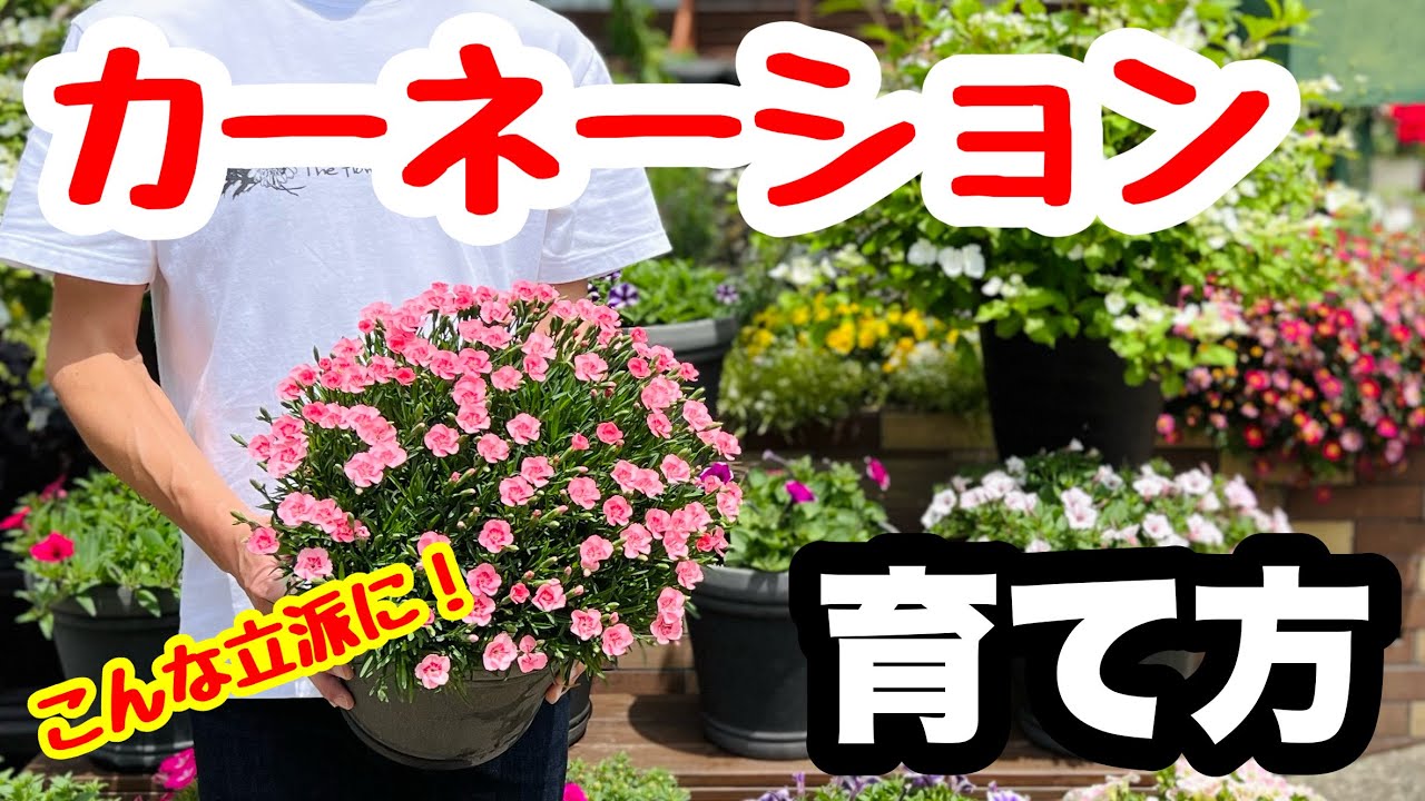 ◆何年も楽しむ【カーネーション】育て方🌱多年草・2年目が綺麗！