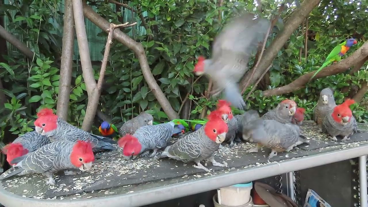 Gang-gang update 22 October 2025: 20 GGs in total for morning breakfast (not all seen in the video).