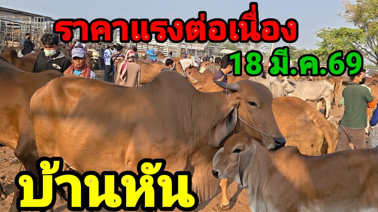 บ้านหัน มหาสารคาม ยังคึกคักต่อเนื่อง ชาวบ้านเริ่มเก็บวัวเลี้ยง เวียดยังแน่น