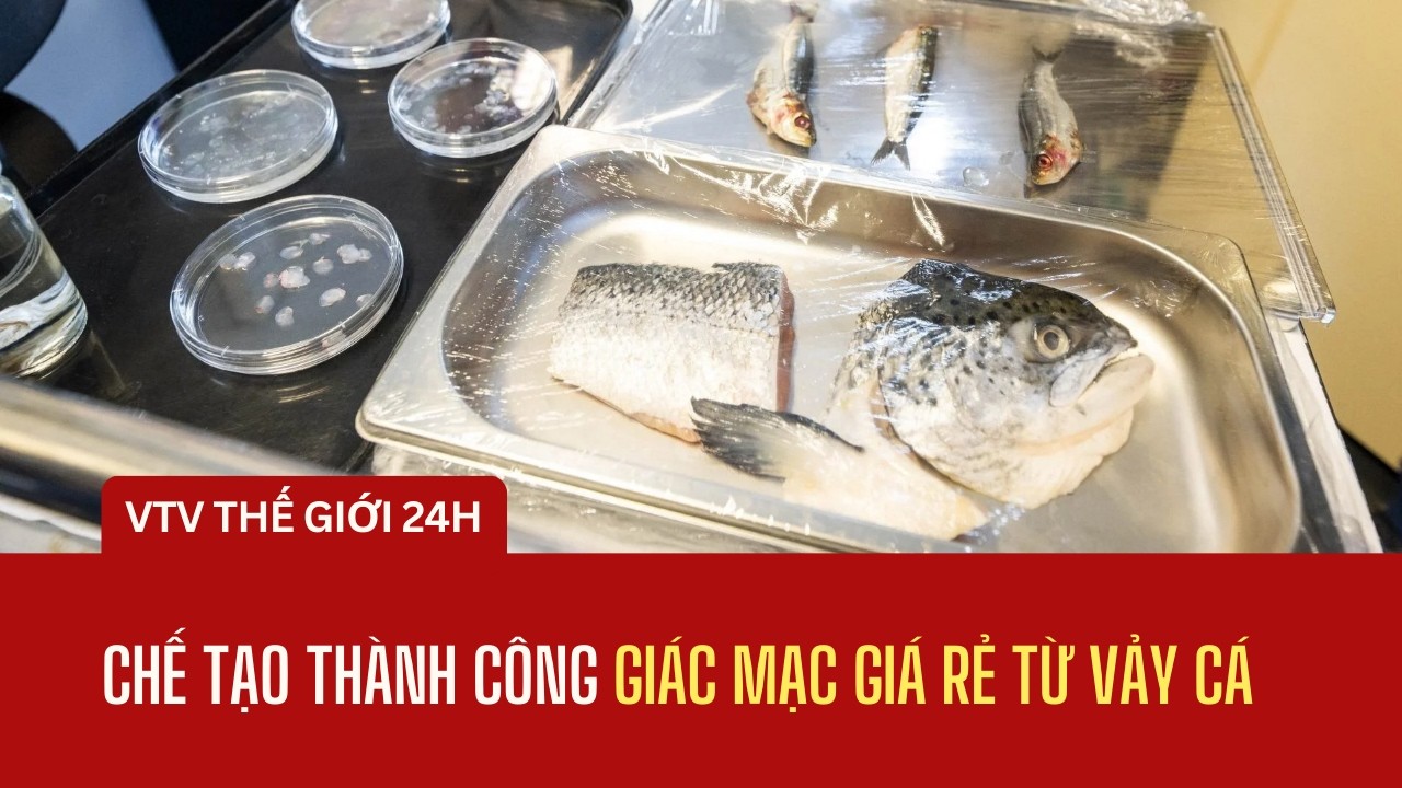 Chế tạo thành công giác mạc giá rẻ từ vảy cá | Thế giới 24h