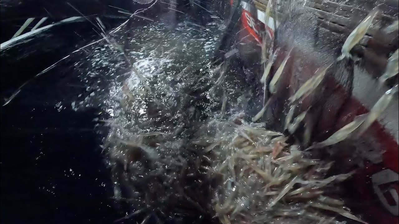 sa subrang dami NG pusit nag kulay puti Ang LAMBAT jackpot|Bryan Fishing Tv