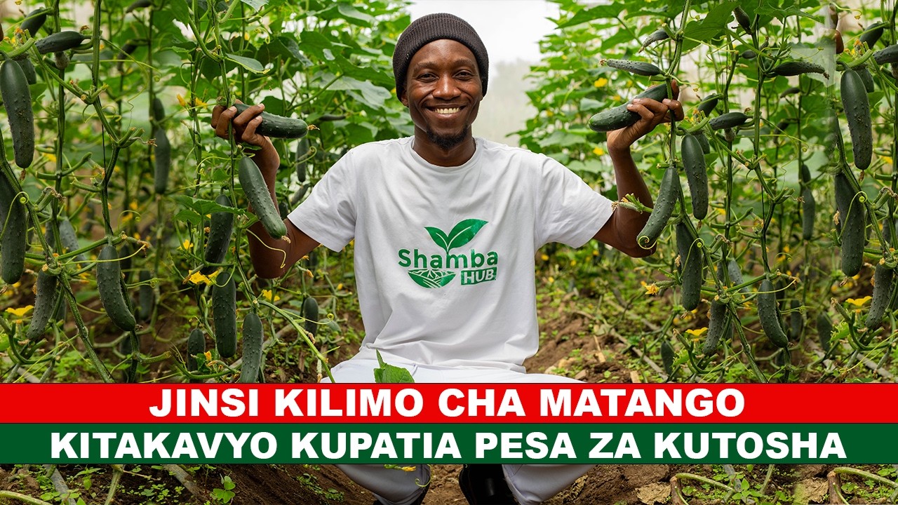 JINSI KILIMO CHA MATANGO KITAKAVYOKUPATIA PESA