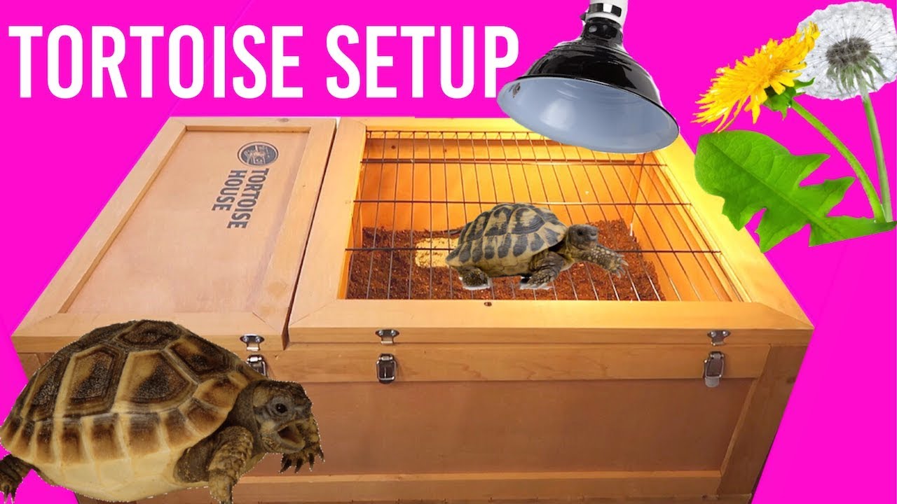 Setting Up My Hermann's Tortoise Enclosure | Zoo Med Tortoise House