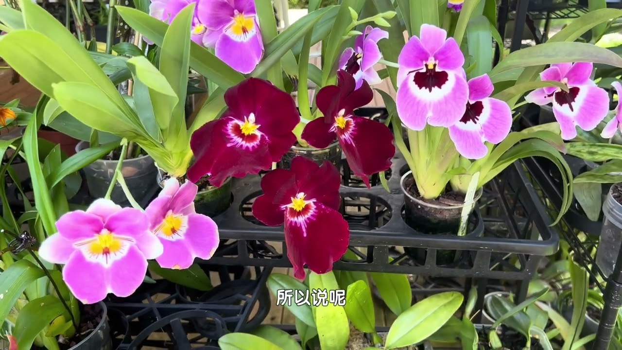 堇花兰养护经验！