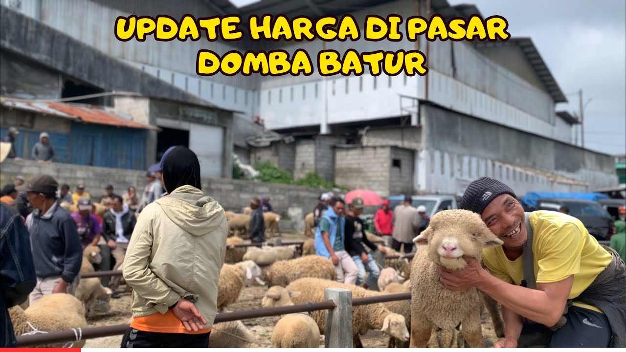 PASAR DOMBA BATUR TERBARU‼️