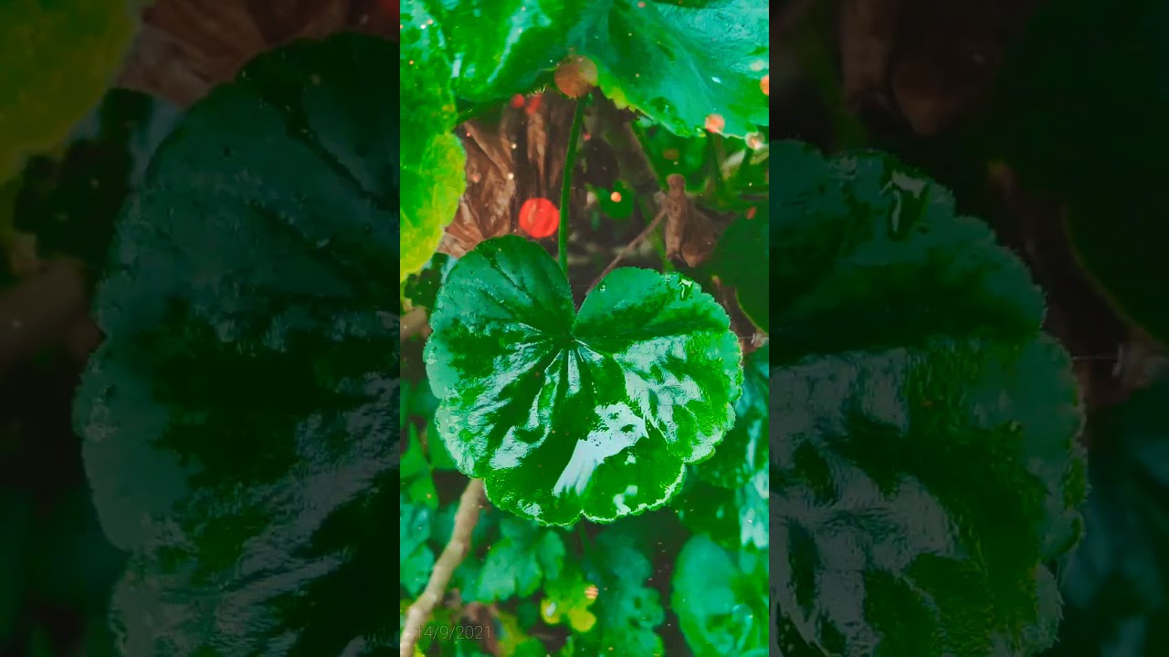 Mulberry flower 💐💐 plant  #shorts