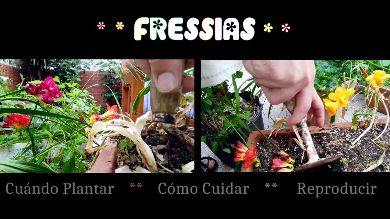 Fressias: Cómo, Cuándo plantar, Cuidados y Reproducción. Tutorial planta fresia. CasiQueNo