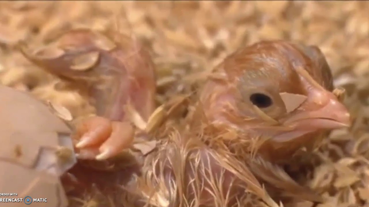 kuikens kleine kippetjes