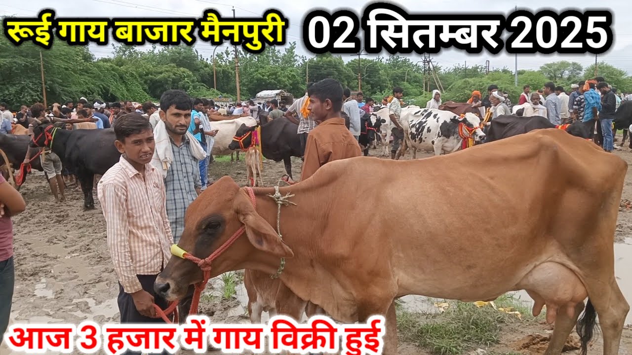 रूई गाय बाजार ll 02 सितंबर 2025 ll rui pashu mandi ll rui gay bazar mainpuri ll 3 हजार में 5 ली दूध
