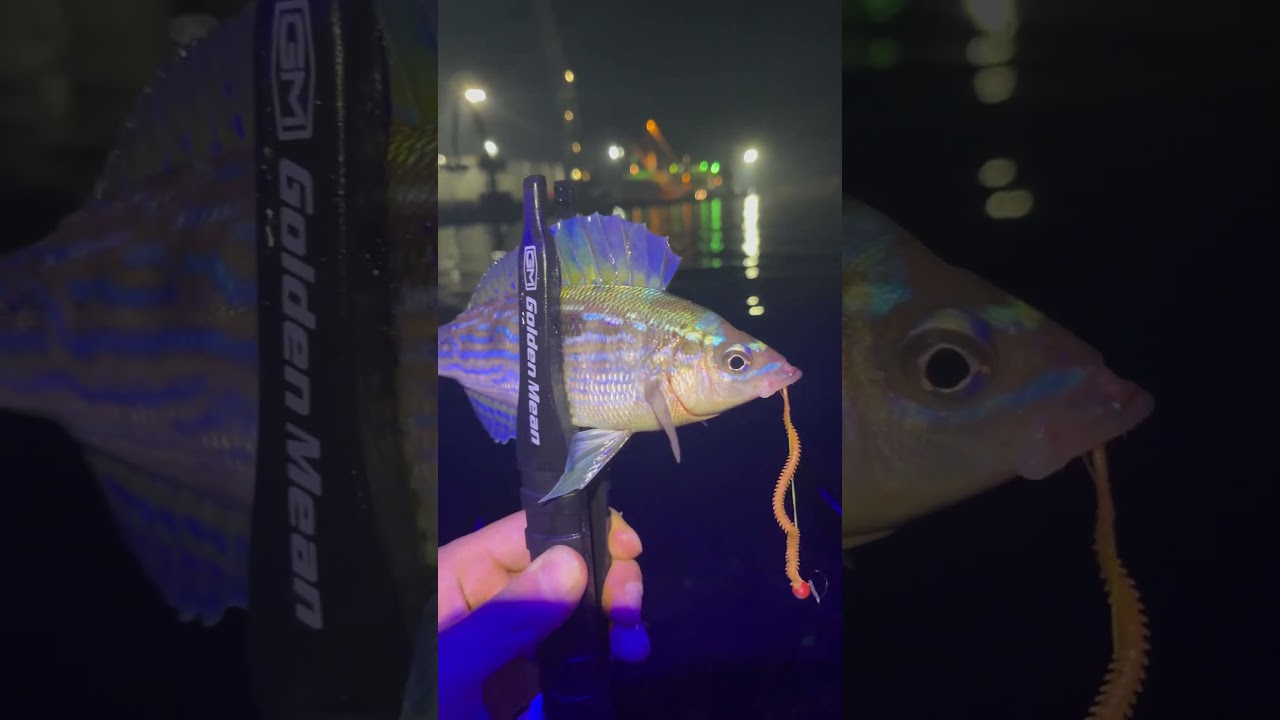 İzmarit avı #fishing #balık&ccedil;ılık #fish #lrf #japan