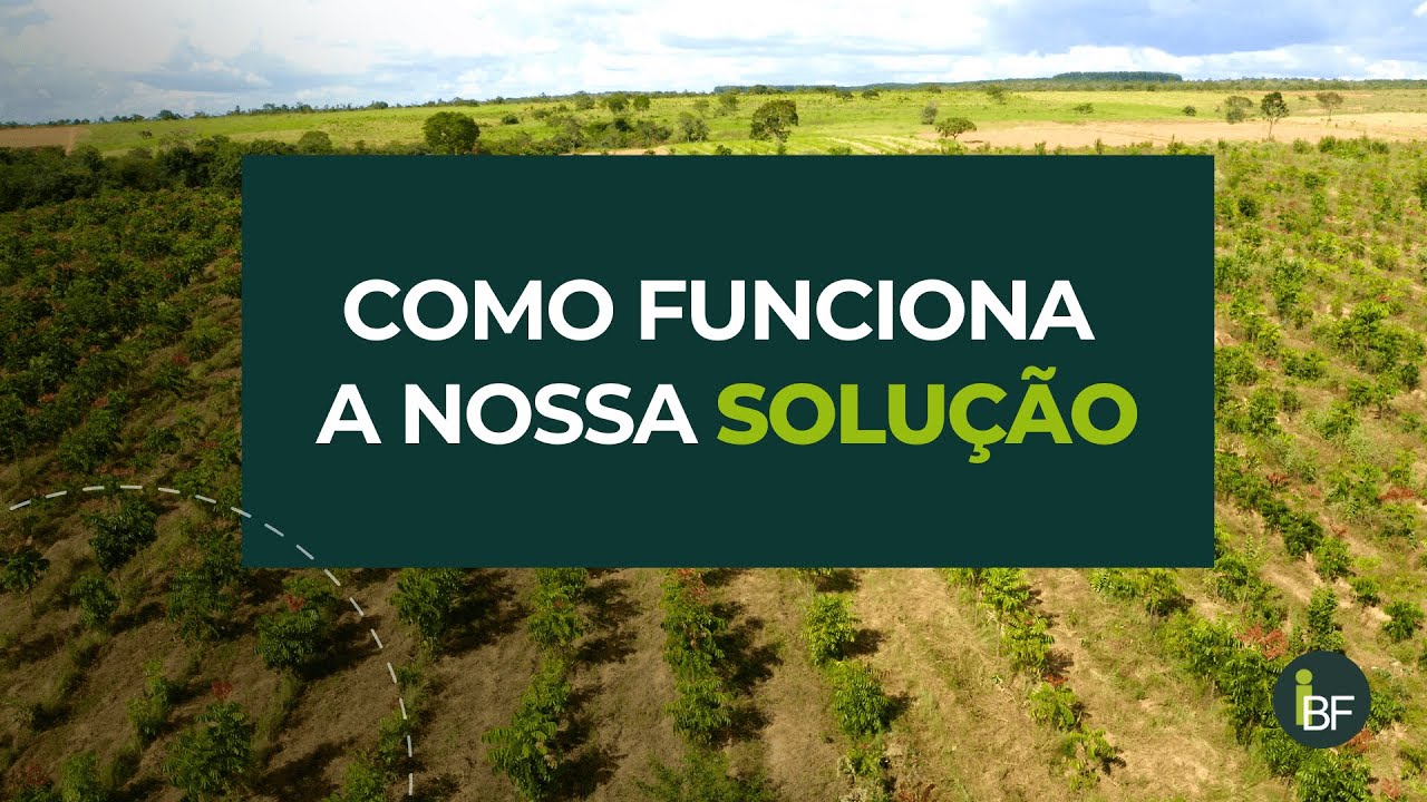 Como funciona o reflorestamento do IBF em Minas Gerais?