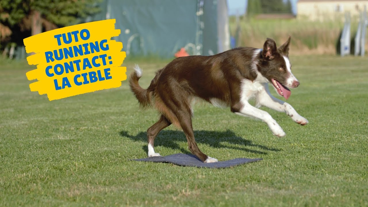 [TUTO AGILITY]  la toute première étape du Running Contact: toucher la cible