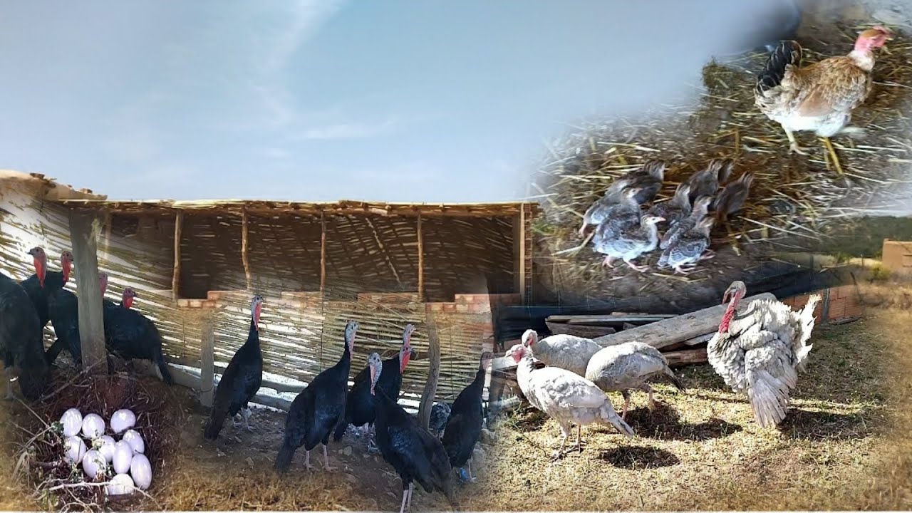 تربية دجاج البلدي اجيو نشوف ديك رومي بيبي فين وصل نهار زوين ولاعة زوينة مع ديك رومي البلدي ودجاج