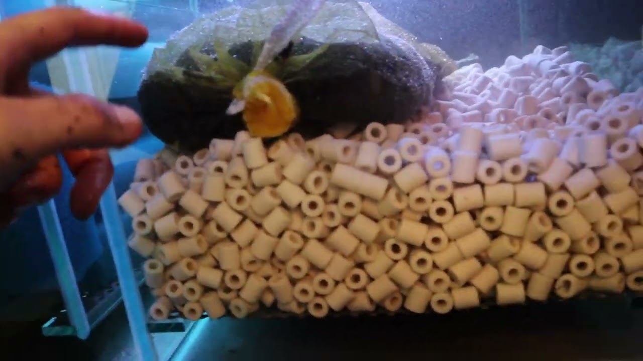 Actieve Kool voor helder aquarium water! Zal het werken? We gaan het testen