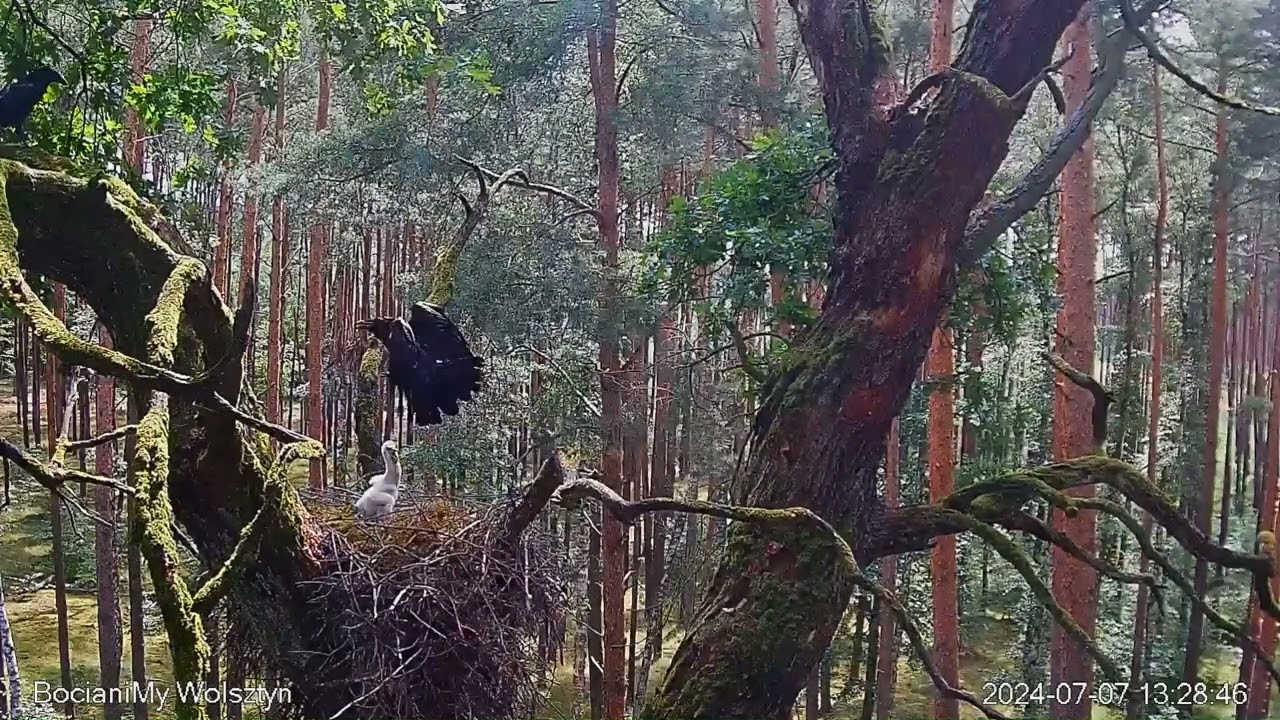 07.07.2024 Kruki odwiedziły samego w gnieździe 21-dniowego bociana czarnego.  Ciconia nigra