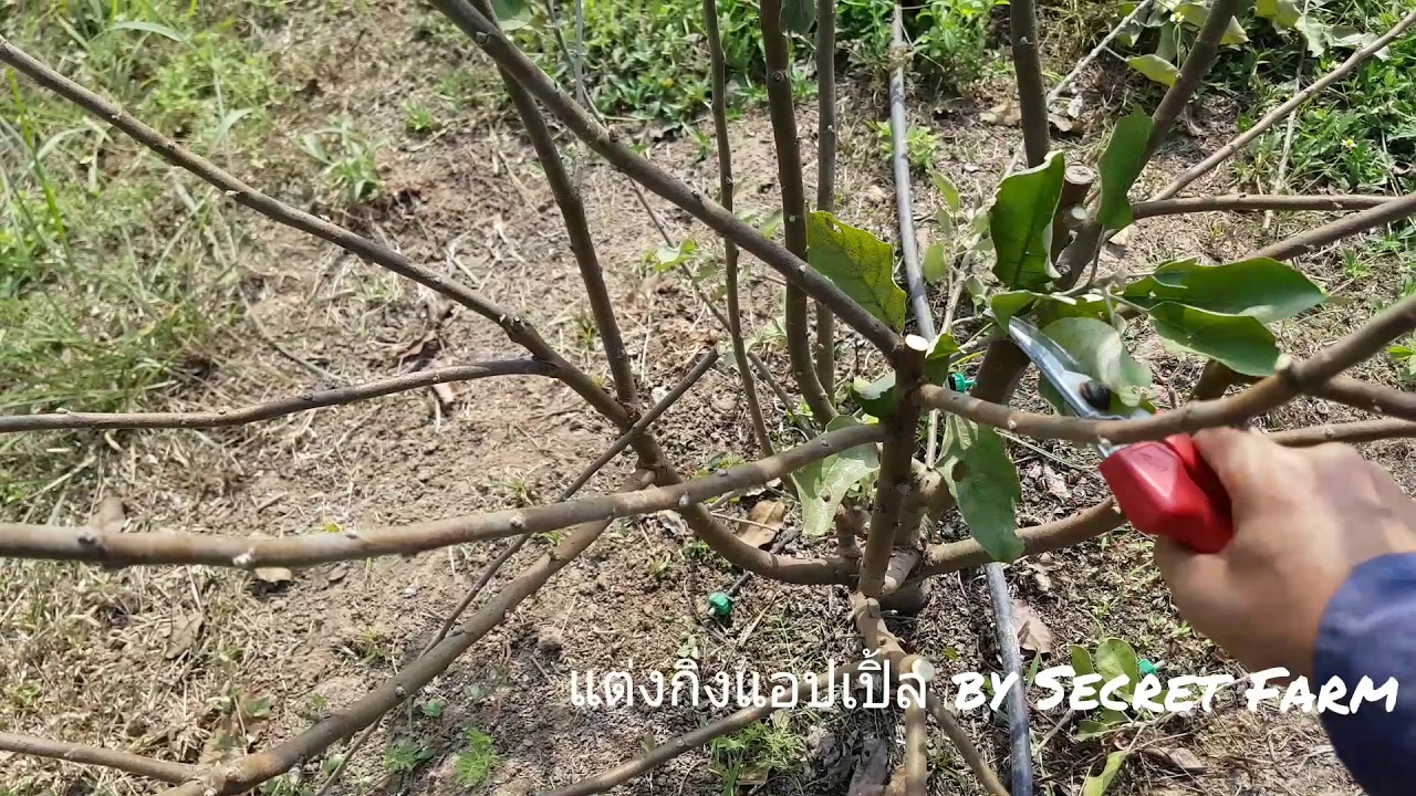 ตัดแต่งต้นแอปเปิ้ลในไทยที่อายุ 1 ปี แบบทรงเตี้ย